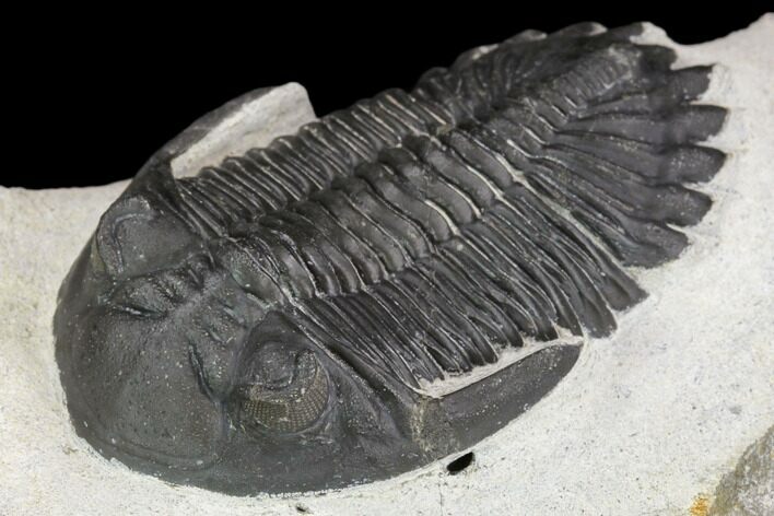 Detailed Hollardops Trilobite - Large For Species #126286